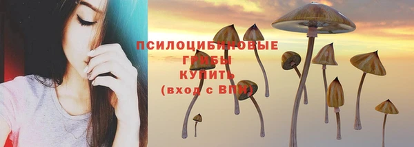 сатива Аркадак